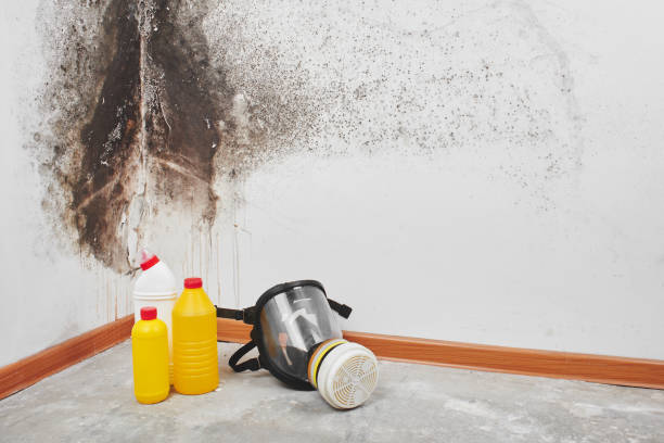 Best Mold Inspection  in Assumption, IL