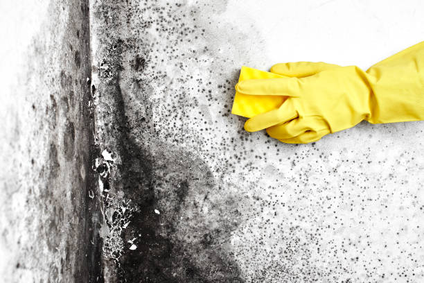 Best Mold Remediation Experts  in Assumption, IL
