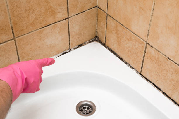 Office Mold Removal Services in Assumption, IL
